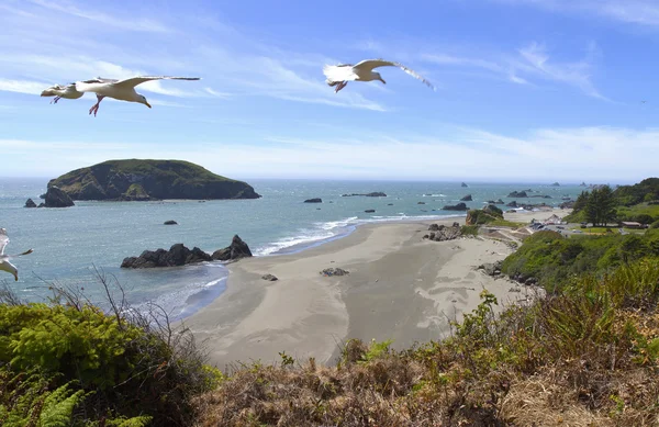 Costa do Oregon e praias e gaivotas . — Fotografia de Stock