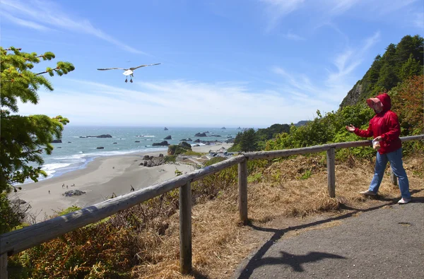 Feeding the seagulls, OR., coastline. — Stock Photo, Image