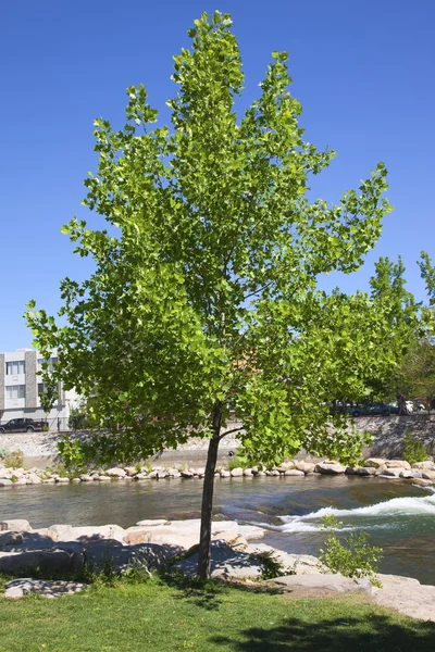 Young maple tree, Reno NV. — Stock Photo, Image
