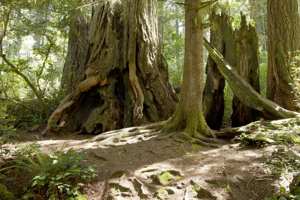 Madeira vermelha troncos florestais . — Fotografia de Stock