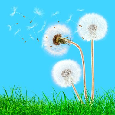 Overblown dandelions in the grass on the blue sky clipart