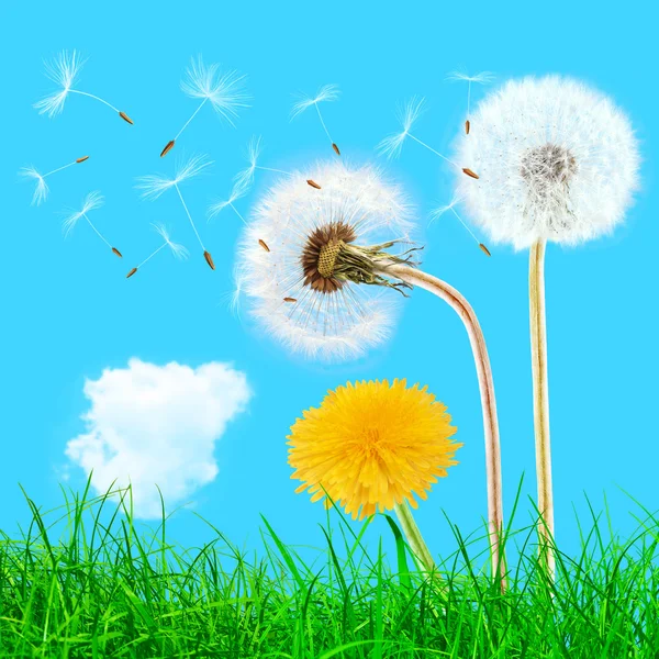 Надворі і жовті кульбаби в траві на блакитному небі — стокове фото