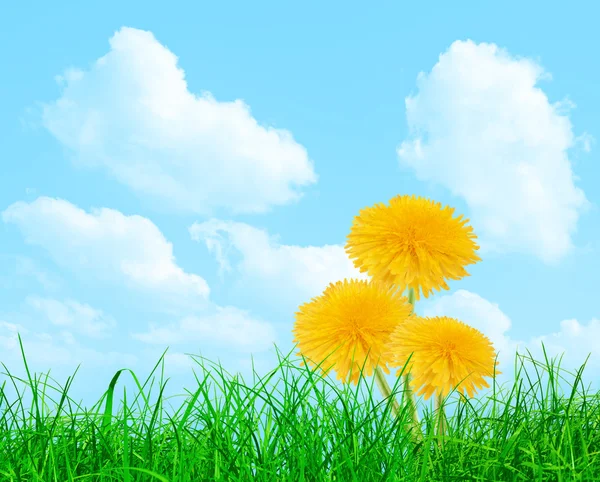Три жёлтых одуванчика в траве на голубом небе — стоковое фото