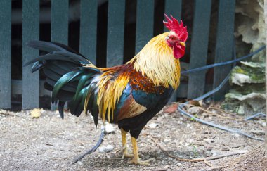 Wild Rooster in Key West clipart