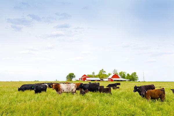 Mucche su un campo — Foto Stock