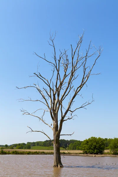 Single Tree — Stock Photo, Image
