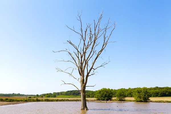 Single Tree — Stock Photo, Image