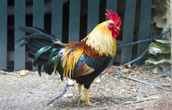 Wild rooster i key west — Stockfoto
