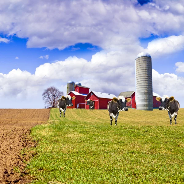 Melk boerderij — Stockfoto