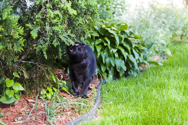 stock image Black Cat