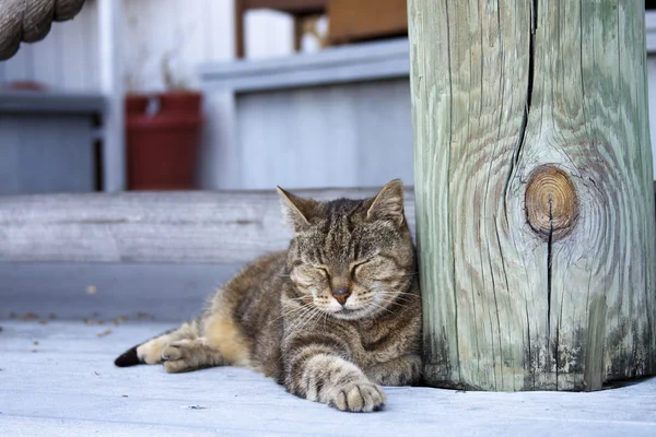 Gato al aire libre — Foto de Stock