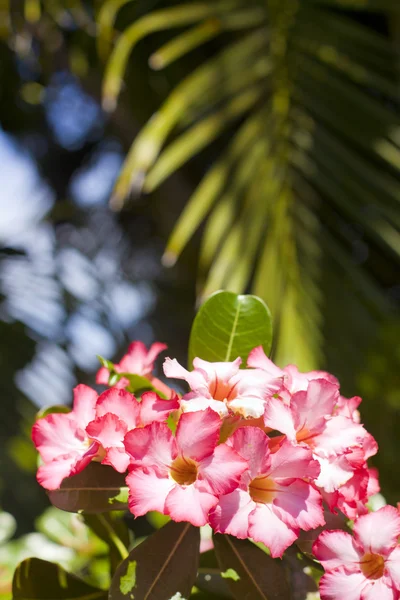 stock image Flower