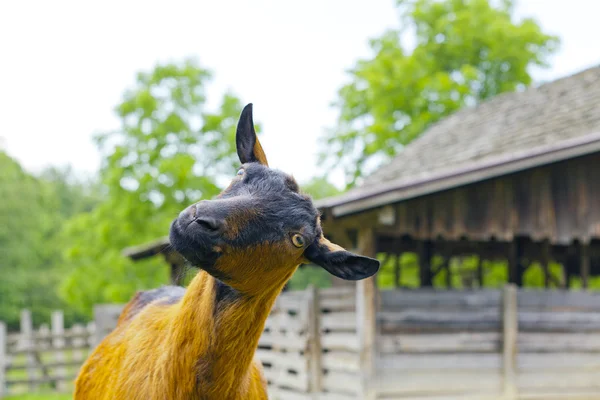 Nubian Goat — Stock Photo, Image