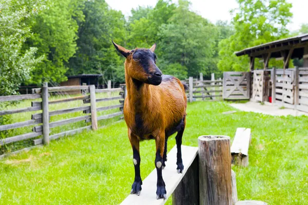 Nubian Goat — Stock Photo, Image