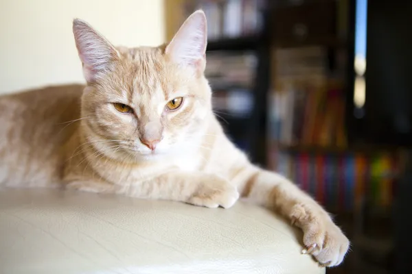 Tabby Cat — Stock Photo, Image