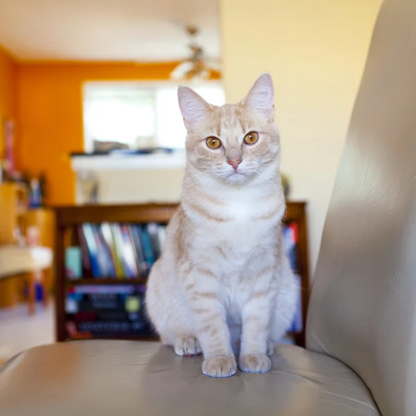 Tabby-Katze — Stockfoto