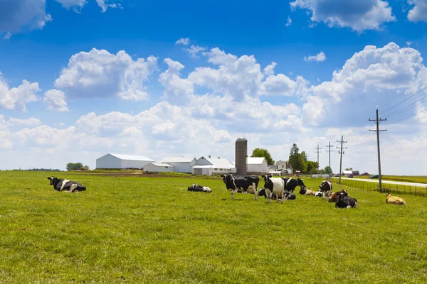 Süt çiftliği — Stok fotoğraf