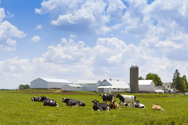 Süt çiftliği — Stok fotoğraf