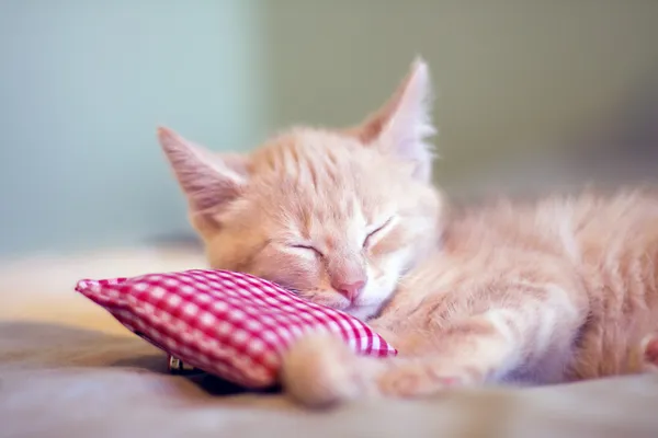 Pequeña gatita soñolienta — Foto de Stock