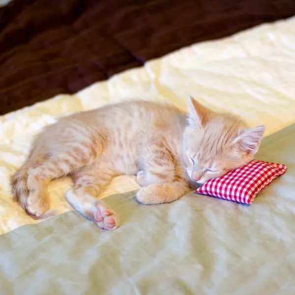 Pequena gatinha sonolenta — Fotografia de Stock