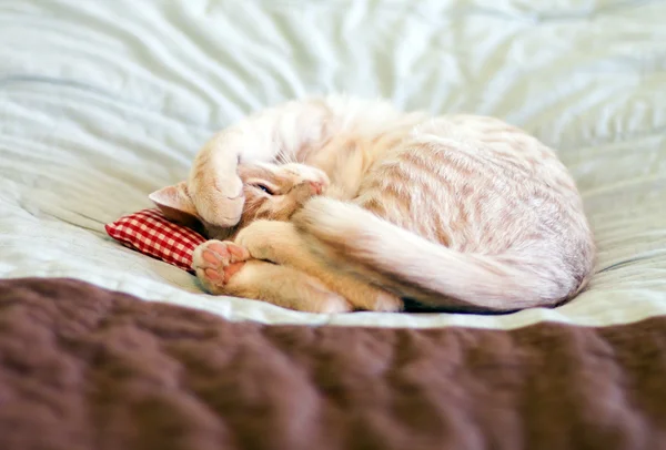 Slapen kitty met kussen — Stockfoto