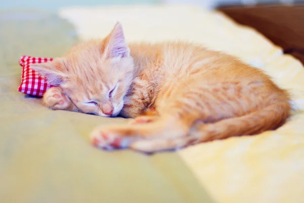 Спящая Китти с подушкой — стоковое фото