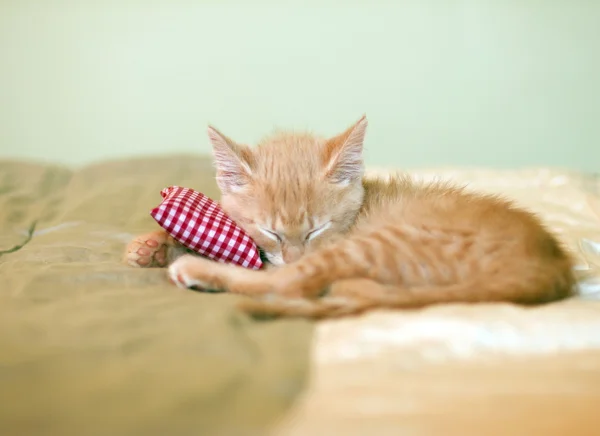 Sleeping Kitty — Stock Photo, Image
