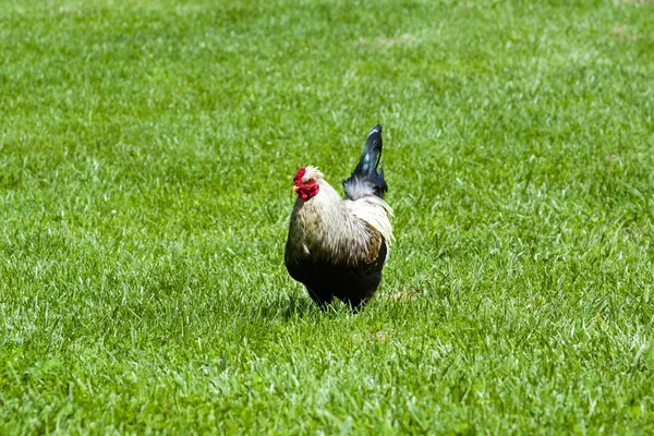 Κότα σε χόρτο母鸡在草地上 — Φωτογραφία Αρχείου