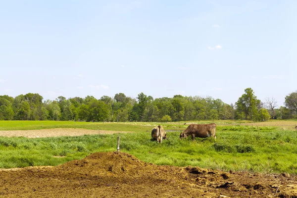 Campo Americano (Vacas ) — Fotografia de Stock