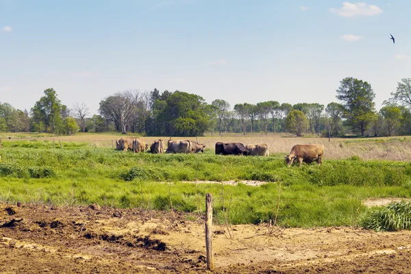 アメリカの田舎 (牛) — ストック写真
