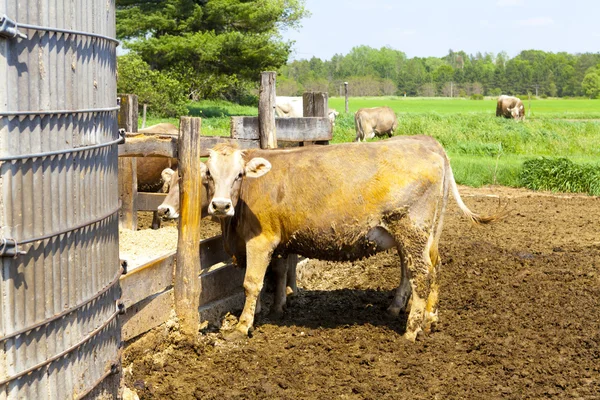 Amerikan kırsal (inekler) — Stok fotoğraf