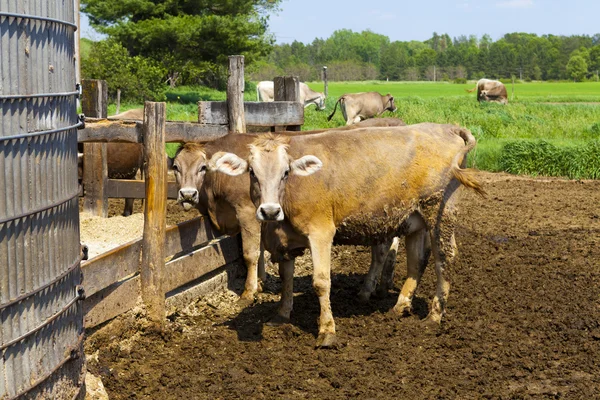 Americký venkov (krávy) — Stock fotografie