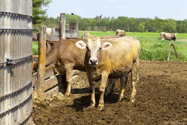 美国农村 (牛) — 图库照片