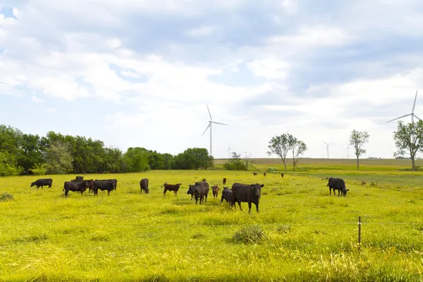 アメリカの田舎 (牛) — ストック写真