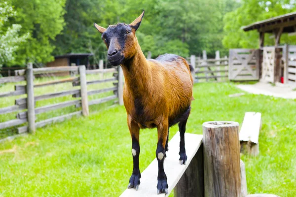 Cabra castanha — Fotografia de Stock