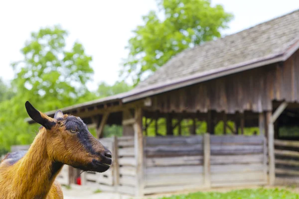 Kahverengi keçi — Stok fotoğraf