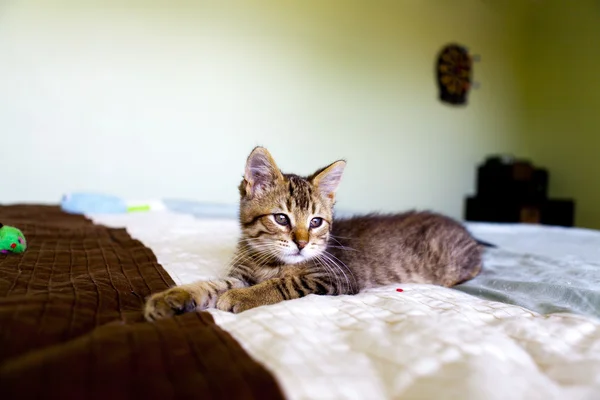 Pisică mică — Fotografie, imagine de stoc