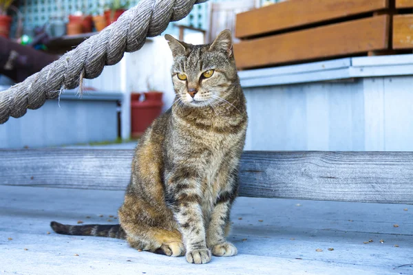 Cat al aire libre — Foto de Stock