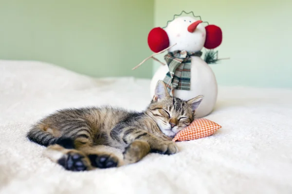 Pequeno gato com boneco de neve no fundo — Fotografia de Stock