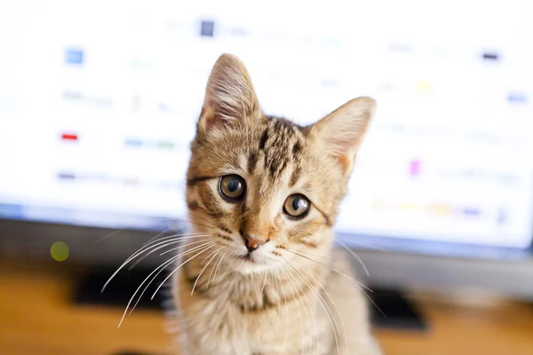 Kočka s displejem — Stock fotografie