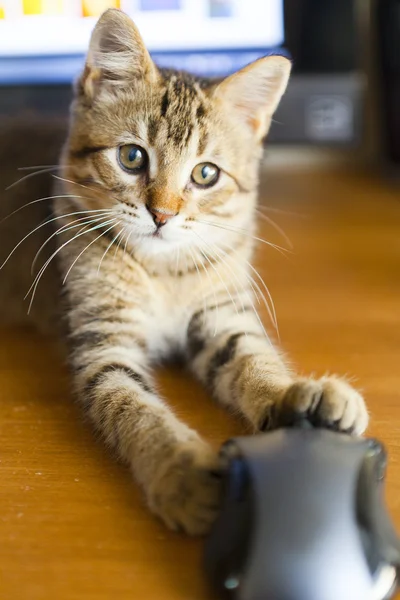 Kočka s myší — Stock fotografie