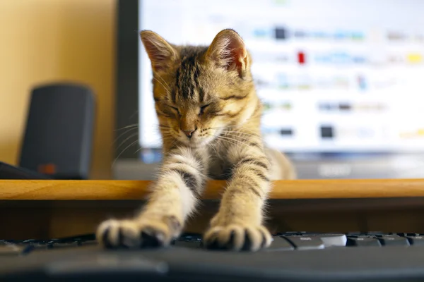 Gato com teclado — Fotografia de Stock