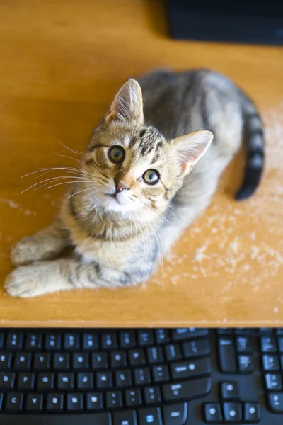 Cat with Keyboard — Stock Photo, Image
