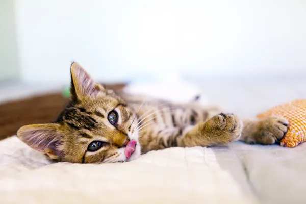 Small Funny Cat — Stock Photo, Image