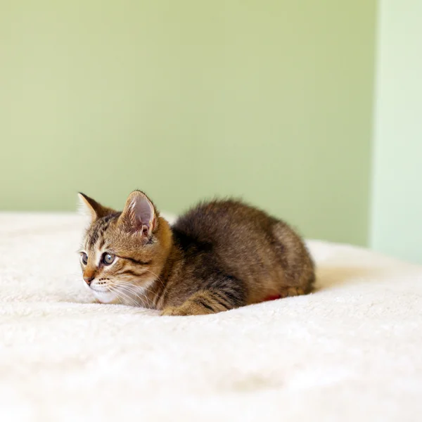 Malá kočka — Stock fotografie