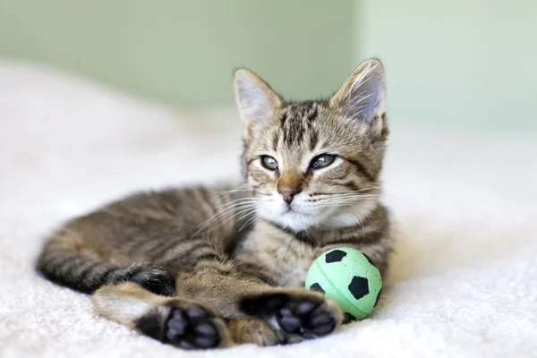 Small Cat With Soccer Ball — Stock Photo, Image