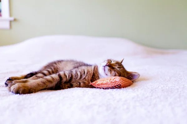 Gattino addormentato con cuscino — Foto Stock