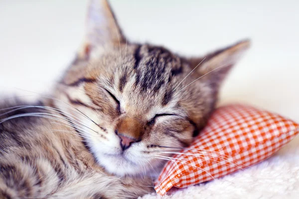 Schlafendes Kätzchen mit Kissen — Stockfoto