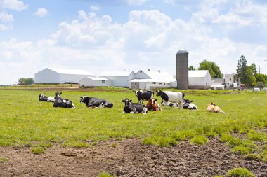 Cows on a field clipart