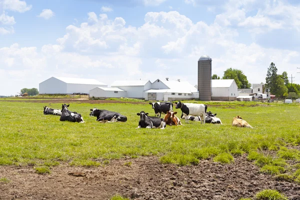 Kor på ett fält — Stockfoto